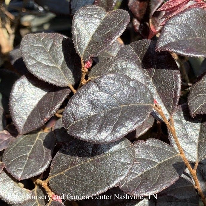 #1 Loropetalum chin Red Diamond/Fringeflower - No Warranty