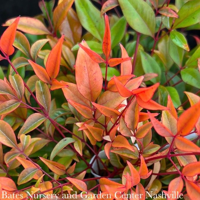 #1 Nandina dom FE Cool Glow 'Peach'/ Heavenly Bamboo