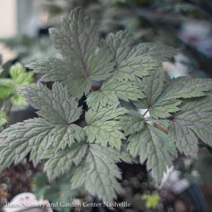#1 Actaea (Cimicifuga) x PW Chocoholic/ Black Snakeroot