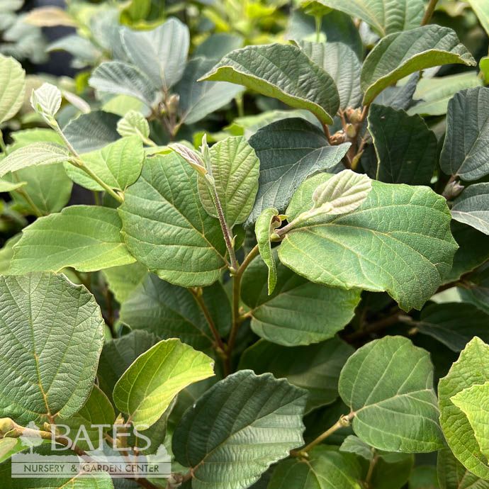 #3 Fothergilla gard Suzanne/ Compact Witch Alder Native (R)