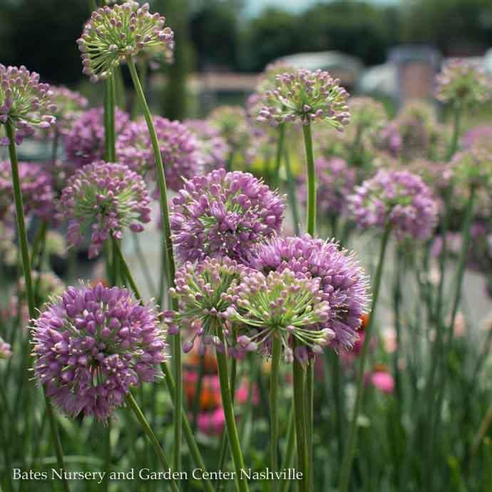 #1 Allium x Medusa/ Ornamental Onion