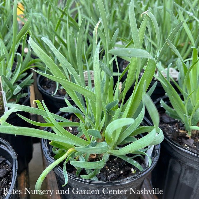 #1 Allium x Medusa/ Ornamental Onion