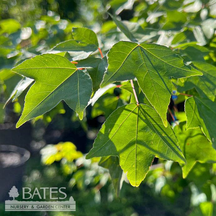 #15 Acer buergeranum/ Trident Maple
