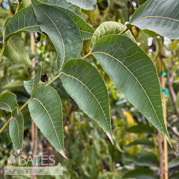 Edible #5 Carya ill Cape Fear/ Pecan Native (TN)