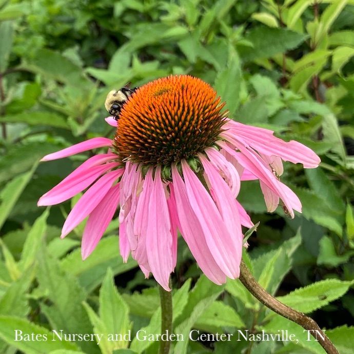 #1 Echinacea purpurea/ Coneflower Native (TN)