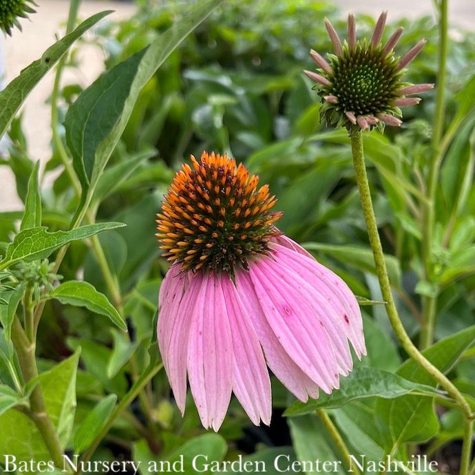 #1 Echinacea purpurea/ Coneflower Native (TN)