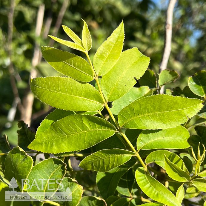 Edible #5 Carya ill Avalon/ Type II Pecan Native (TN)