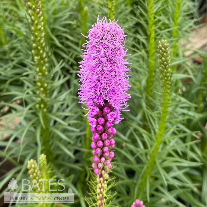 #1 Liatris spicata/ Gayfeather, Blazing Star Native (TN)