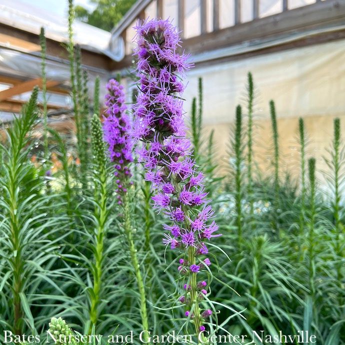 #1 Liatris spicata/ Gayfeather, Blazing Star Native (TN)
