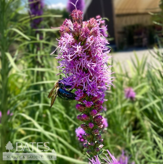 #1 Liatris spicata/ Gayfeather, Blazing Star Native (TN)