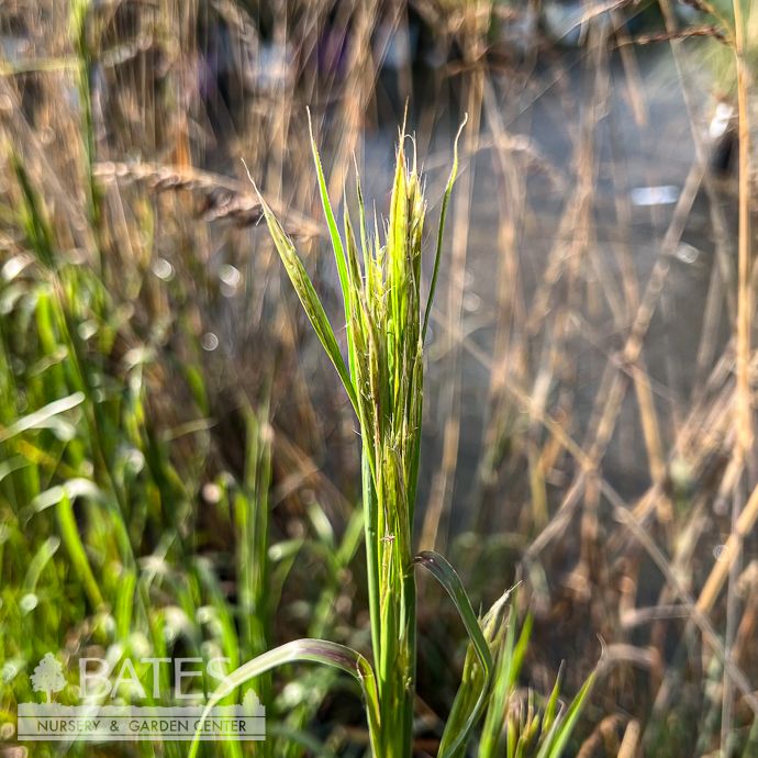 #1 Grass Andropogon glomeratus/ Bushy Bluestem Native (TN)