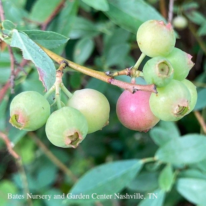 Edible #1 Vaccinium x Pink Lemonade/Hybrid Blueberry