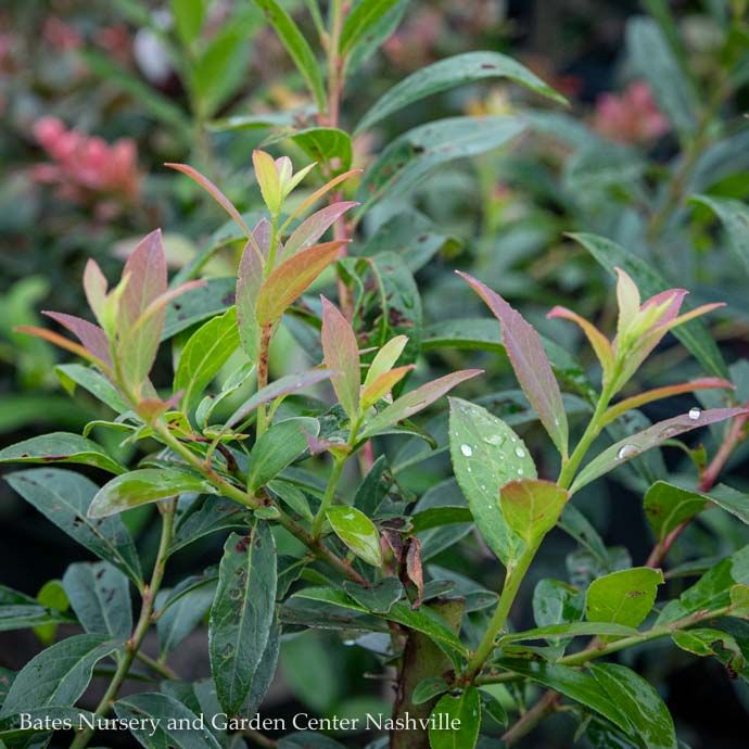 Edible #1 Vaccinium x Pink Lemonade/Hybrid Blueberry