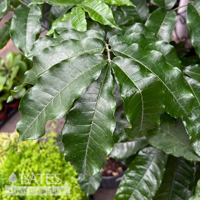 10p! Natal Mahogany Braid /Trichilia eme  /Tropical