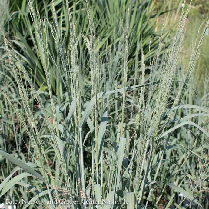 #2 Grass Panicum virg Gunsmoke/ Switch Native (TN)