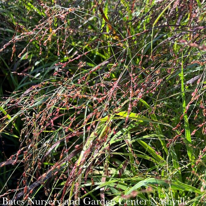 #1 Grass Panicum virg Purple Tears/ Switch Native (TN)