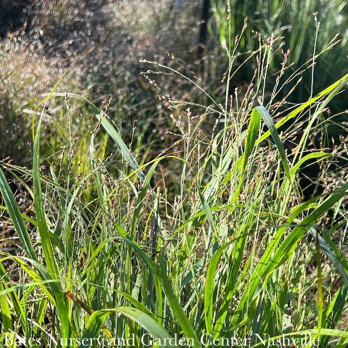 #1 Grass Panicum virg Purple Tears/ Switch Native (TN)