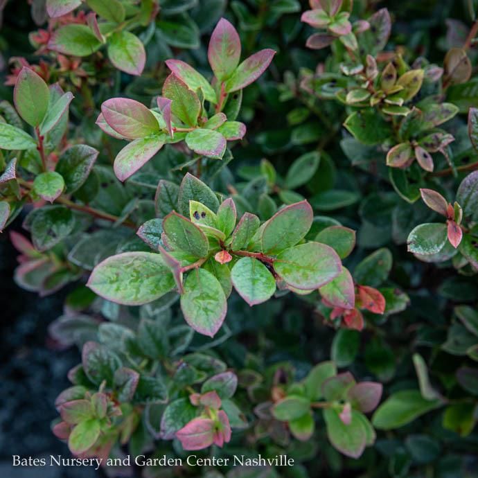 Edible #3 Vaccinium x Sunshine Blue/ Southern Highbush Blueberry