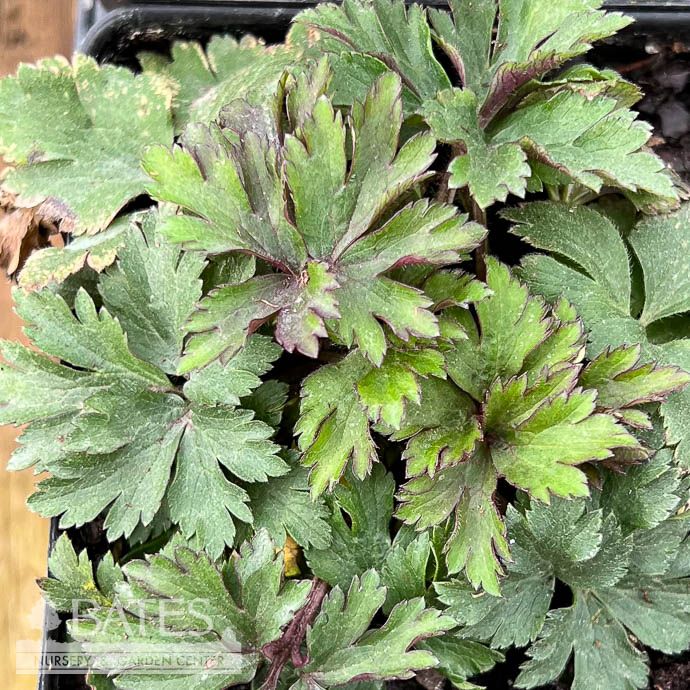 #1 Anemone virginiana/ Tall Thimbleweed Native (TN)