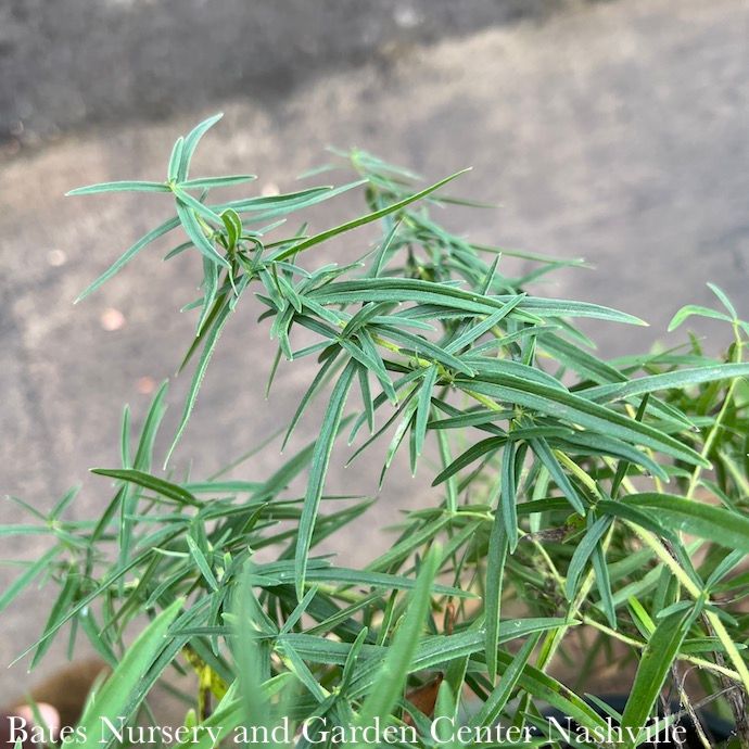 #1 Pycnanthemum virginianum/ Mountain Mint Native (TN)