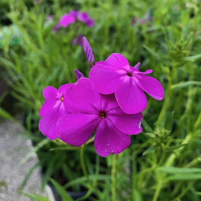 #1 Phlox x Wanda/ Purple