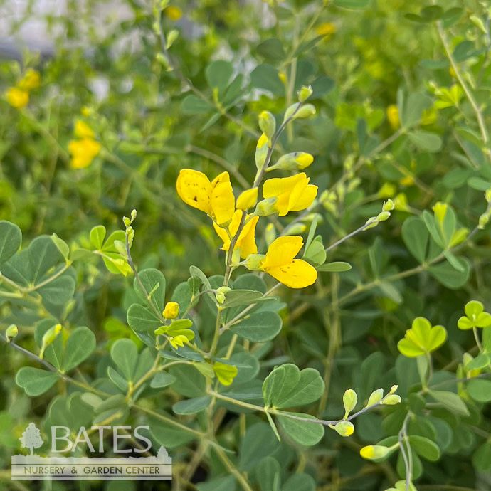 #1 Baptisia tinctoria/ Yellow Wild Indigo Native (TN)