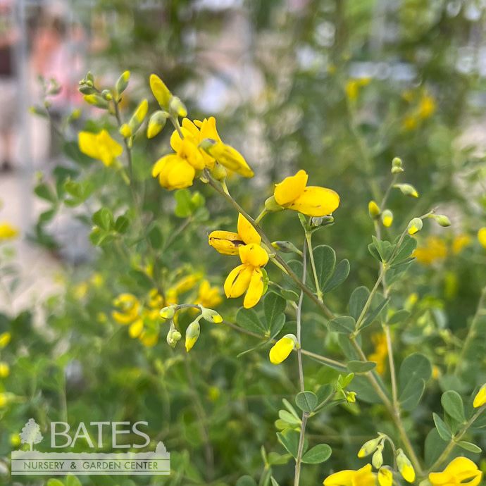 #1 Baptisia tinctoria/ Yellow Wild Indigo Native (TN)
