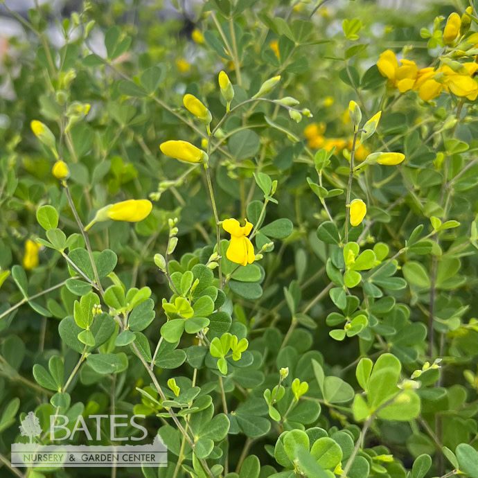 #1 Baptisia tinctoria/ Yellow Wild Indigo Native (TN)