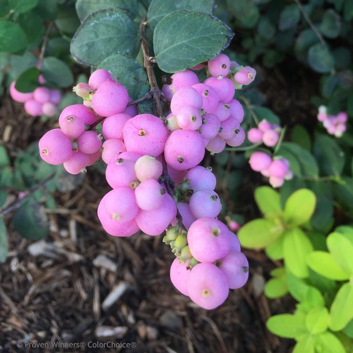 #3 Symphoricarpos x PW Proud Berry 'Pink'/ Coralberry