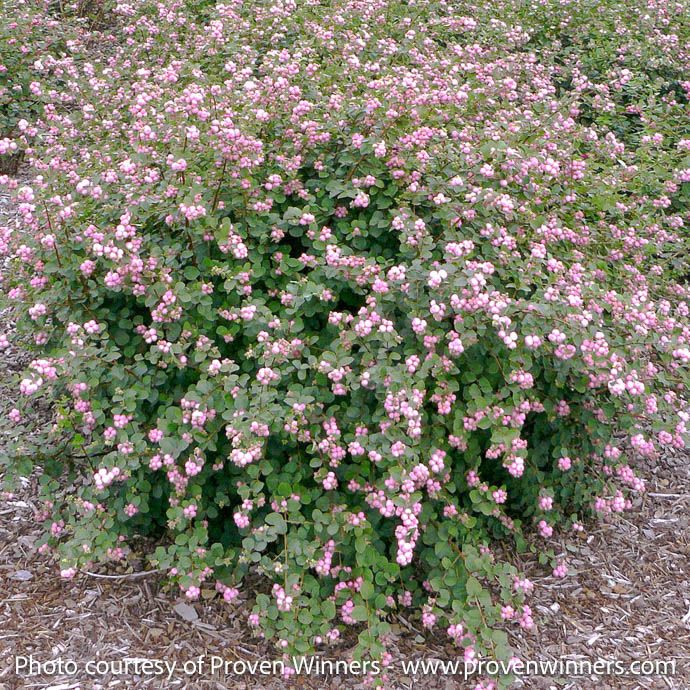 #3 Symphoricarpos x PW Proud Berry 'Pink'/ Coralberry