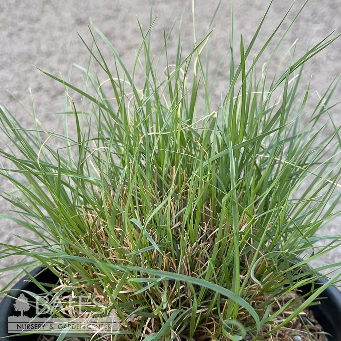 #1 Grass Bouteloua gracilis/ Blue Grama Native (R)