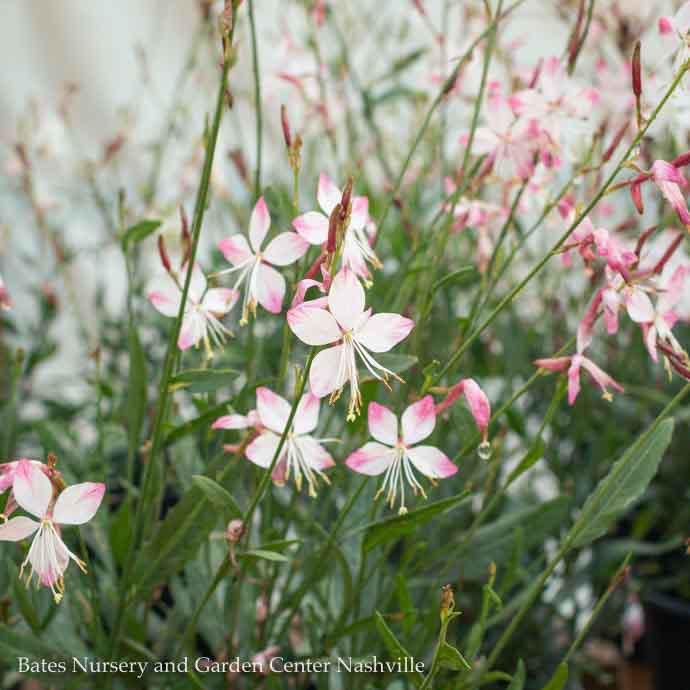 #1 Gaura lin Whirling Butterflies/ White