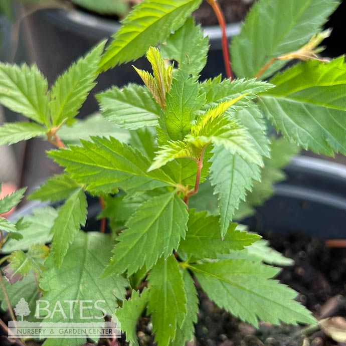 #1 Gillenia trifoliata (Porteranthus trifoliatus)/ Bowman's Root Native (TN)