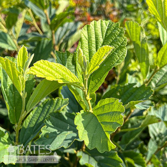#10 Hamamelis vernalis/ Vernal Witch Hazel Native (R)