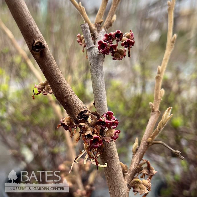 #5 Hamamelis vernalis Autumn Embers/ Vernal Witch Hazel Native (R)