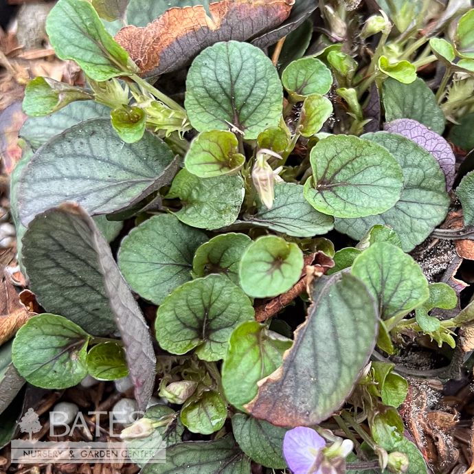 #1 Viola walt Silver Gem/ Prostrate Blue Violet Native (TN)