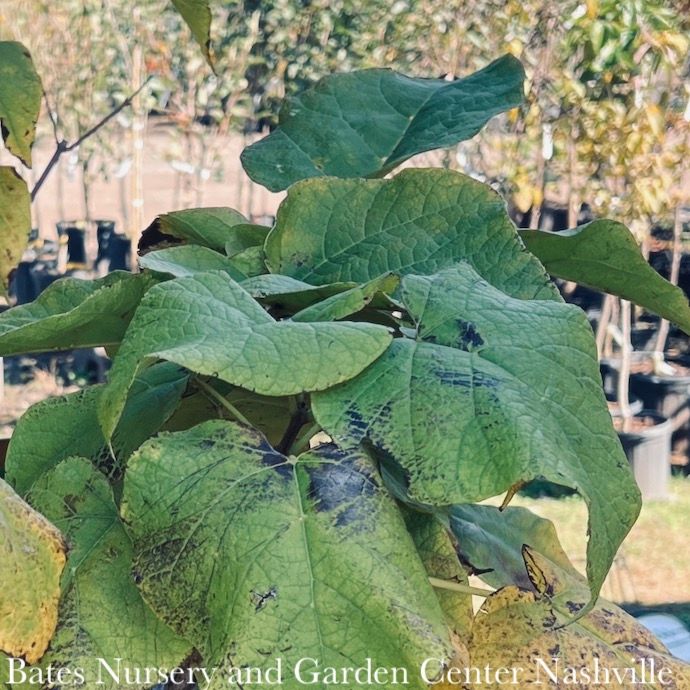 #15 Catalpa speciosa/ Northern Native (TN)