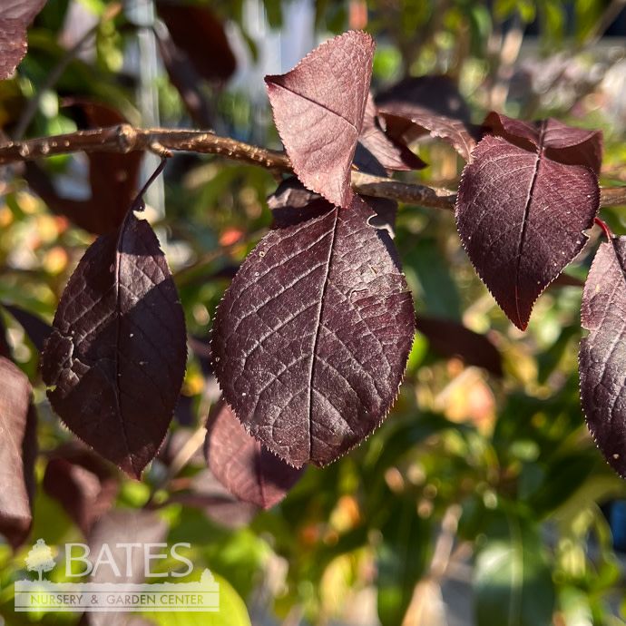 #7 Prunus virg Canada Red/ Chokecherry Native (R)