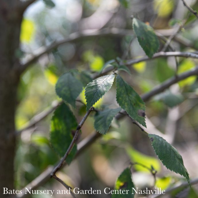 #20 Ulmus x Frontier/ Hybrid Elm