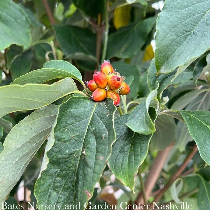 #10 Cornus florida Appalachian Spring/ White Flowering Dogwood Native (TN)