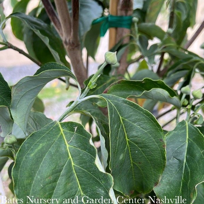 #10 Cornus florida Appalachian Spring/ White Flowering Dogwood Native (TN)