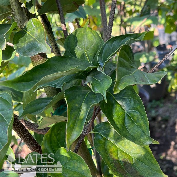 #15 Cornus kousa x nuttallii Venus/ Flowering White Dogwood