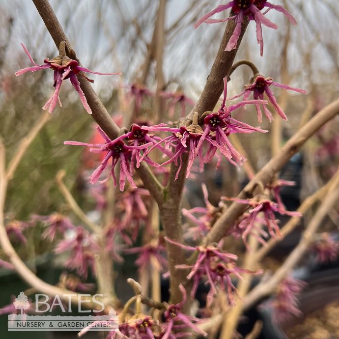 #5 Hamamelis vernalis Kohankie Red/ Vernal Witch Hazel Native (R)