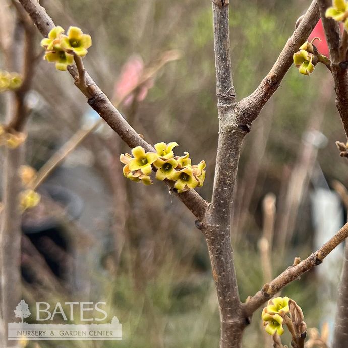 #10 Hamamelis virg Sunglow/ American Witch Hazel Native (TN)