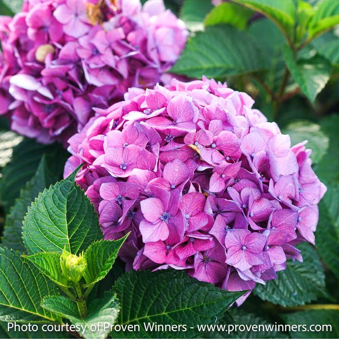 #7 Hydrangea mac PW Let's Dance 'Lovable'/ Bigleaf/ Compact Mophead Repeat Blue or Pink