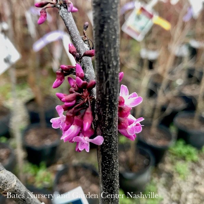 #10 CLUMP Cercis can Forest Pansy/ Purple Foliage Redbud Native (TN)