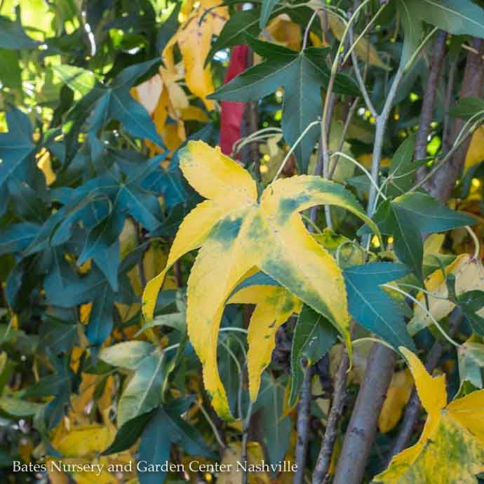 #15 Liquidambar sty Slender Silhouette/ Columnar Sweetgum Native (TN)