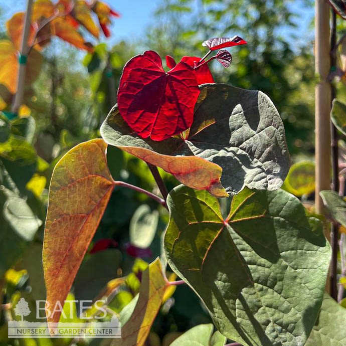 #10 Cercis can Hearts A'fire/ Redbud Native (TN)