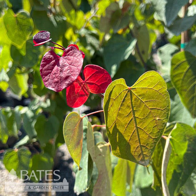 #10 Cercis can Hearts A'fire/ Redbud Native (TN)