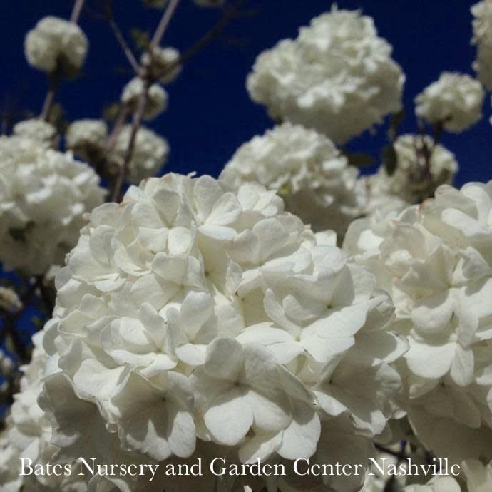 #10 Viburnum macrocephalum/ Chinese Snowball